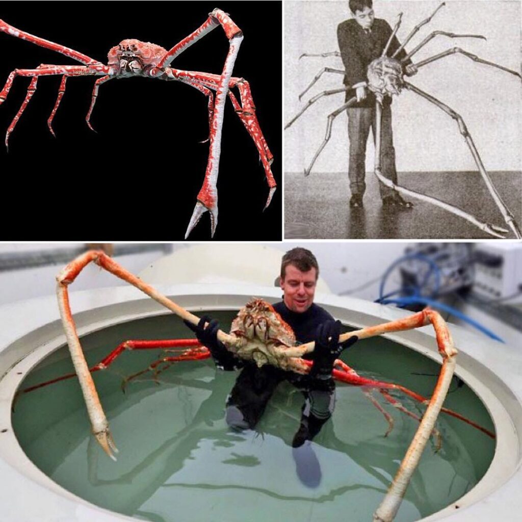 largest crab in the world - Spider-Crab