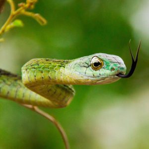 African Boomslang