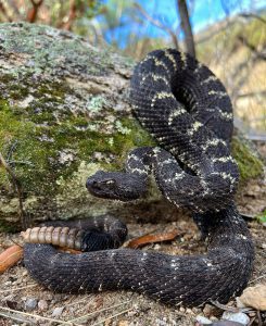 Arizona Black Rattle Snake