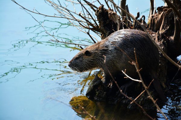Beaver