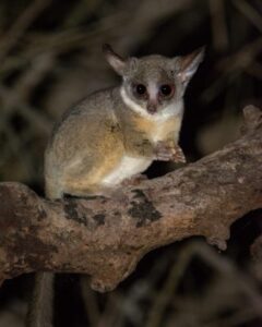 Bush Baby - Which creatures are active at night