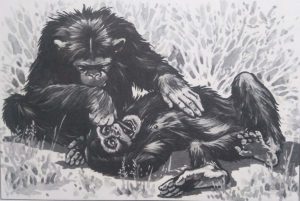 Chimpanzees cleaning teeth