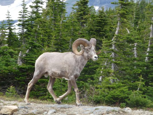 Mountain Sheep