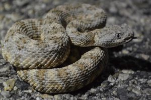 Speckled Rattlesnake (Crotalus pyrrhus)