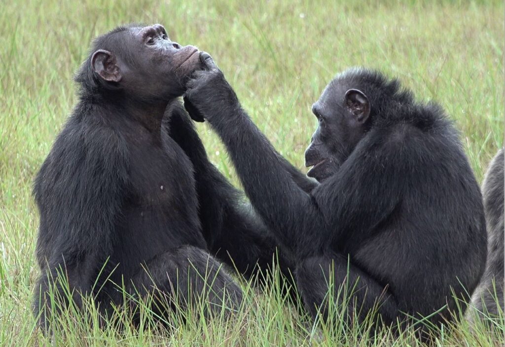 chimps healing