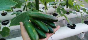 Cucumbers hydroponics