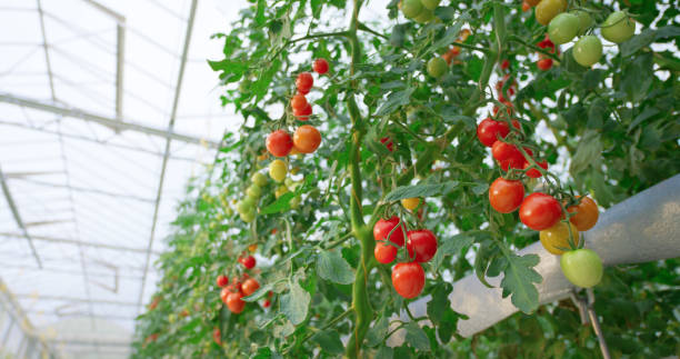 hydroponics tomatoes