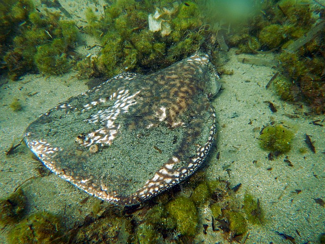 Electric Ray