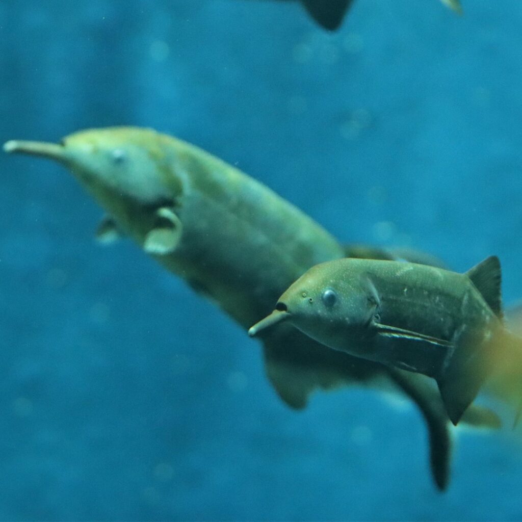 Elephant Nose Fish