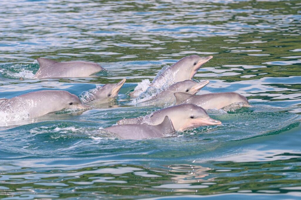 Guiana dolphins