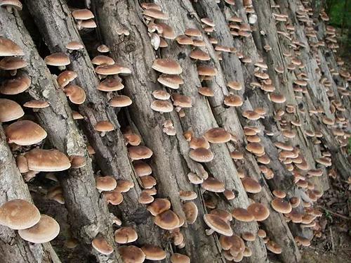 Cultivation of mushrooms on wood logs