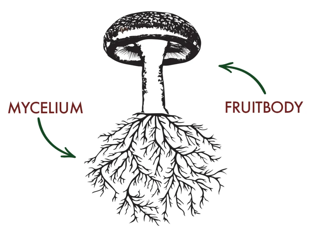 Fruiting Body of Mushroom