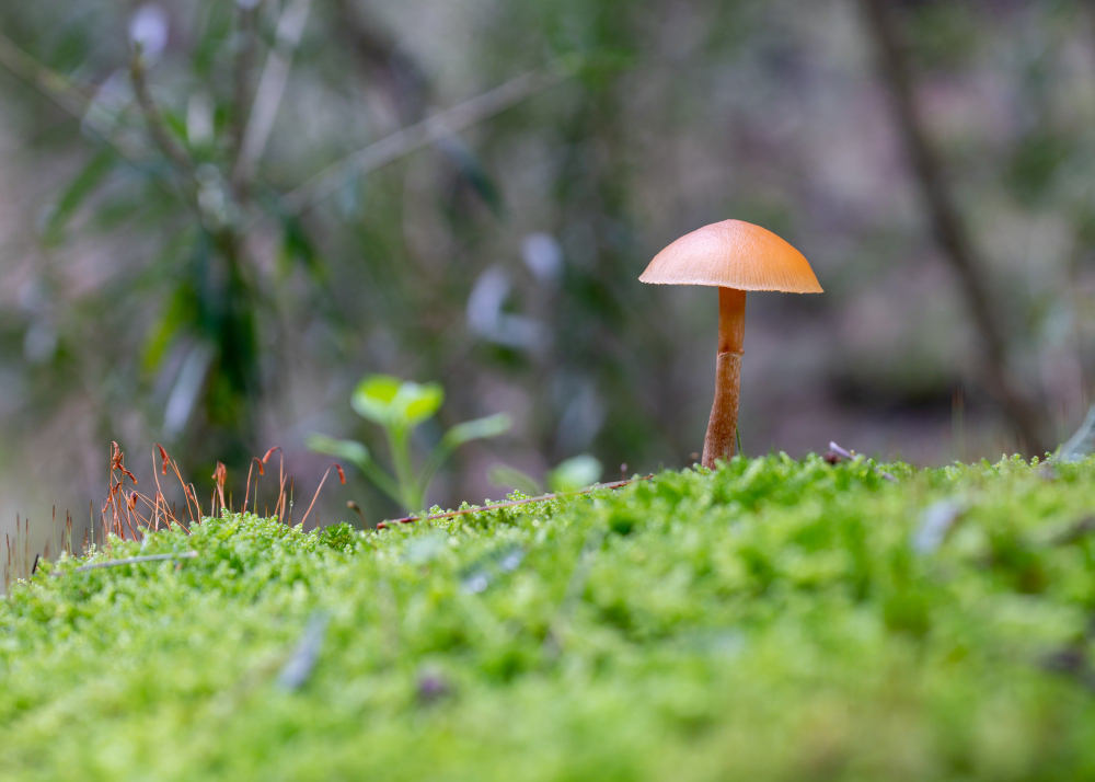 Growth condition of Mushroom