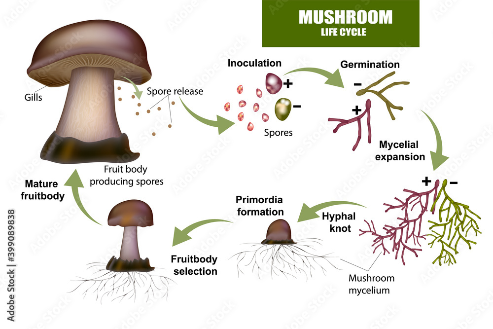 Mushroom Life-Cycle