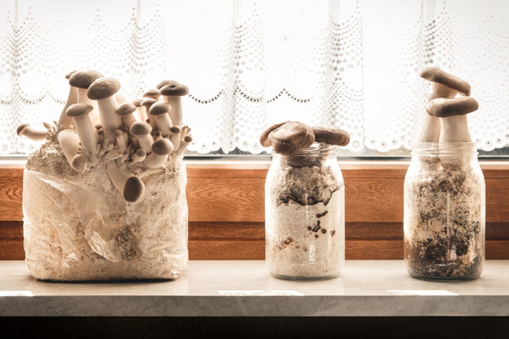 Plastic Bag or Clear Jar for growing mushroom