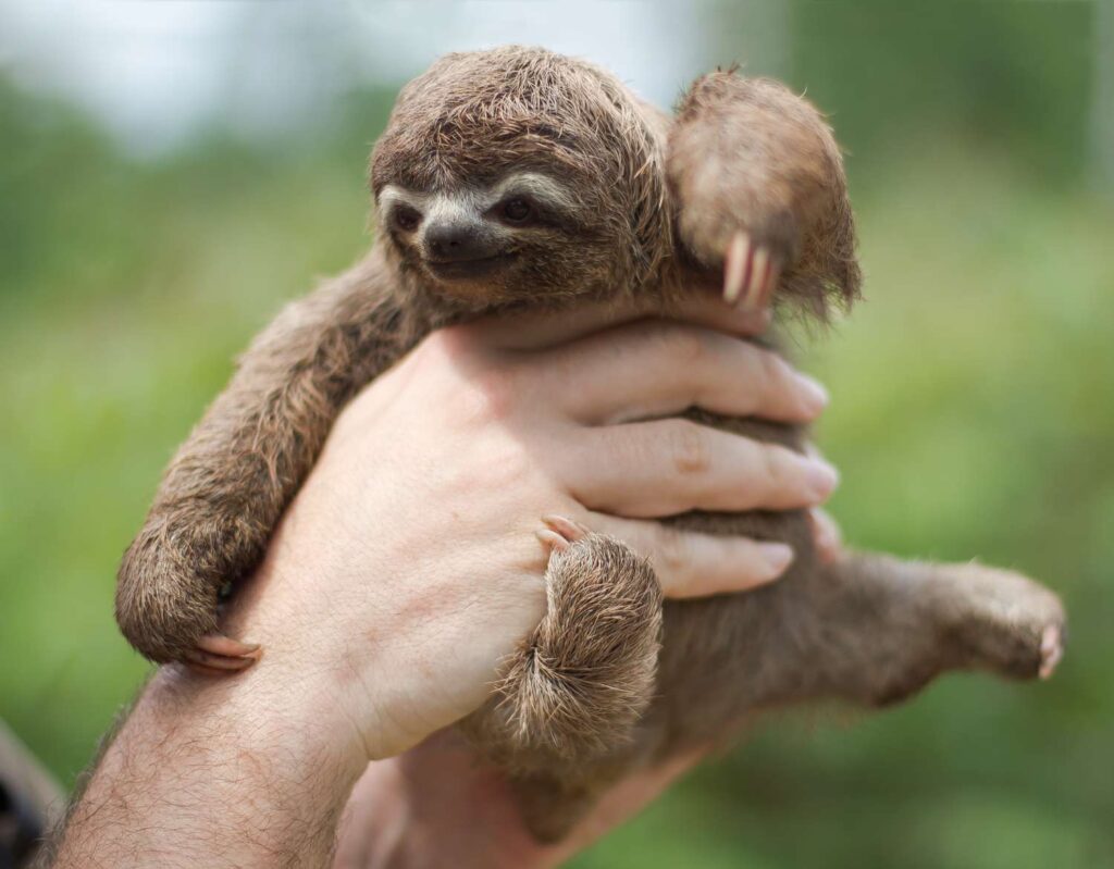 Endangered Sloth