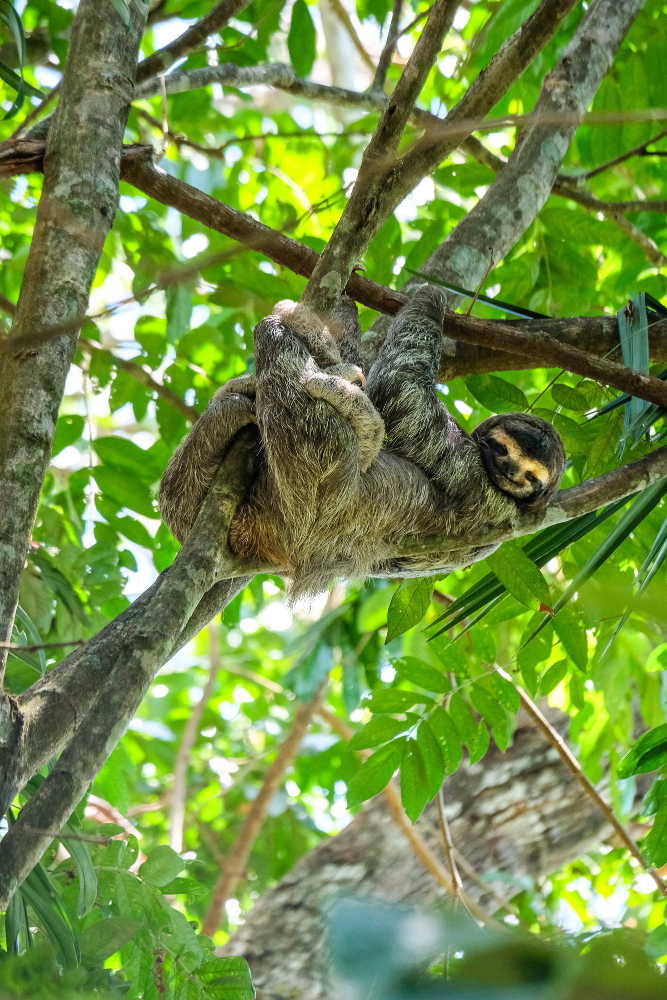 Sloth's Lifespan