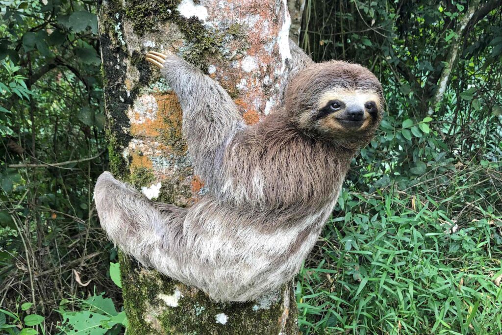 Solitary Nature of sloth