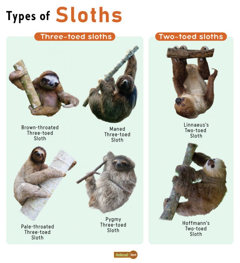 Types-of-Sloths