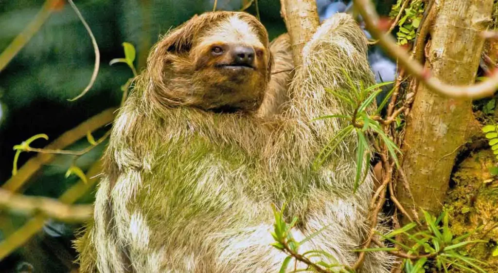algae-covered-sloth