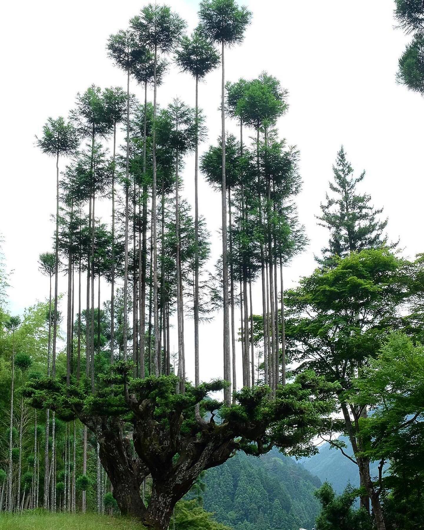 Daisugi