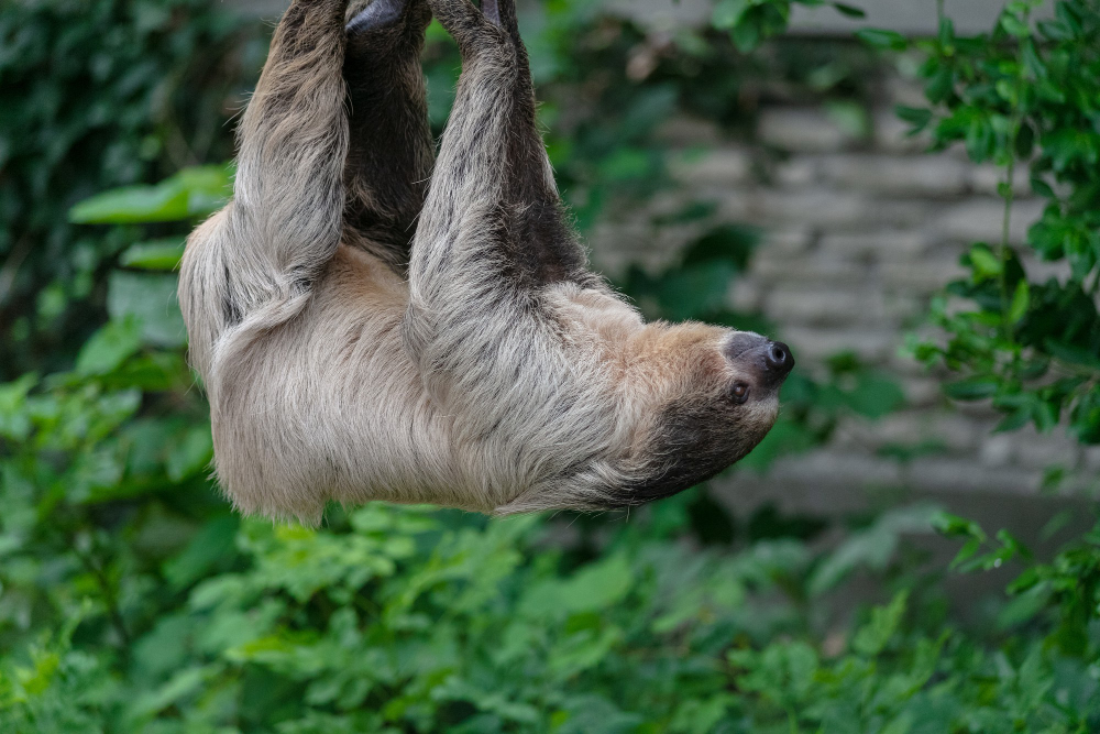 tree dwelling sloth