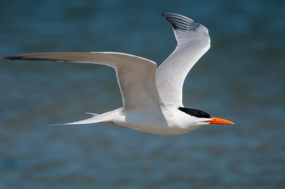 Arctic Terns