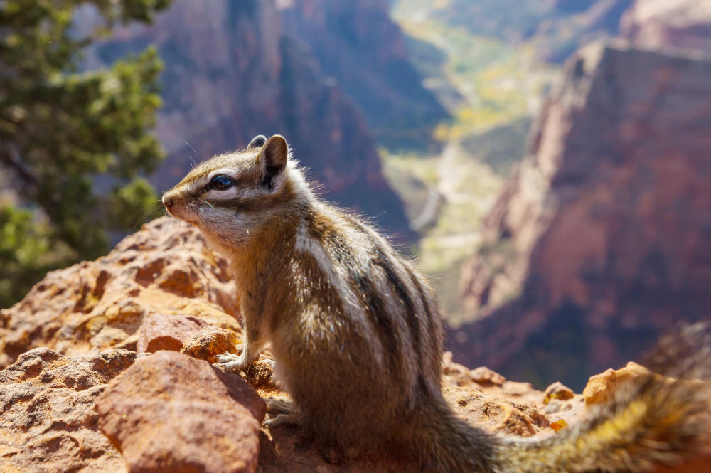 Chipmunks