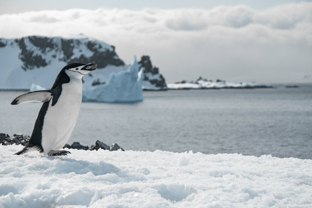 Emperor Penguin