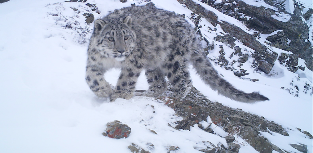 Snow Leopard