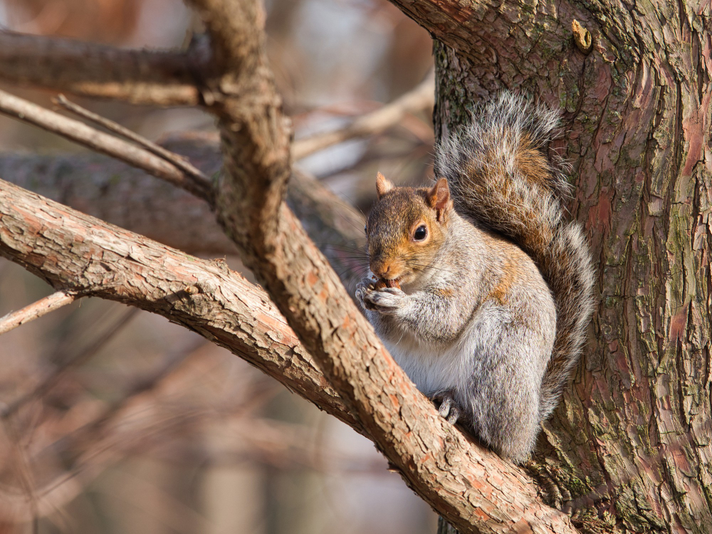 Squirrels