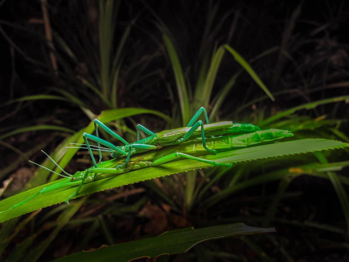 The Fascinating World of Leaf Insects: 7 Intriguing Facts Revealed and ...