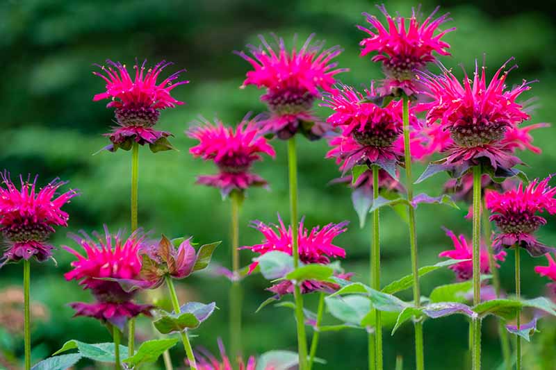 Bee balm