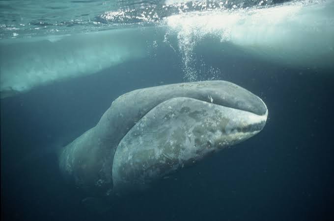 Bowhead Whale