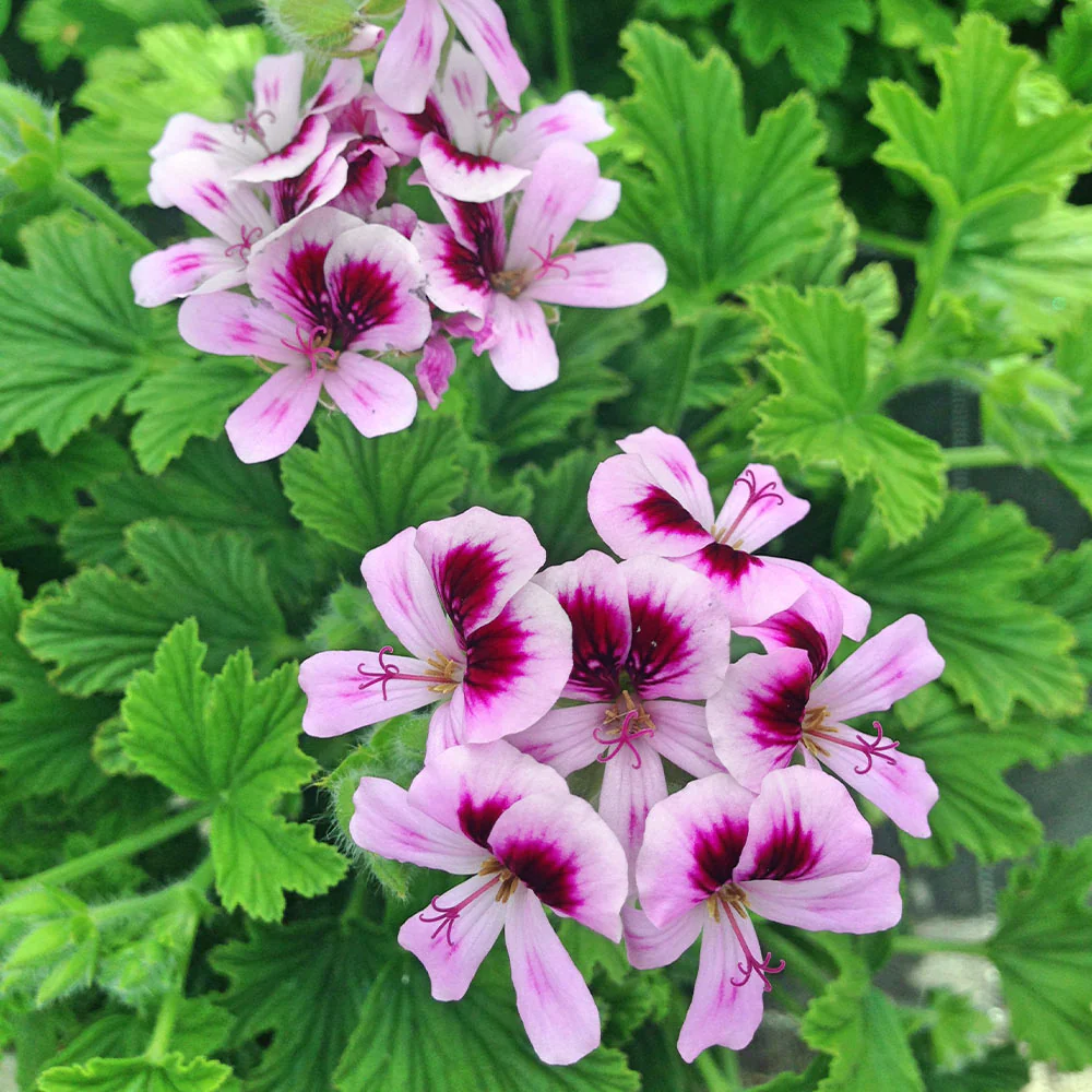 Citronella - Scented Geranium