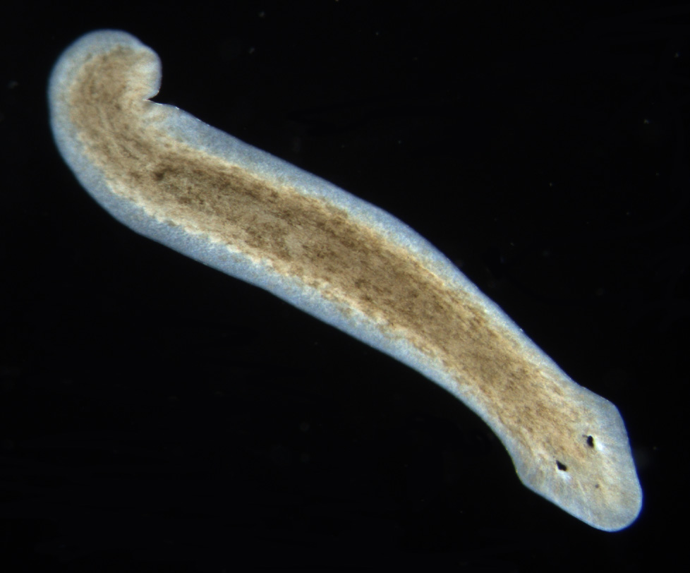 Planarian Flatworm