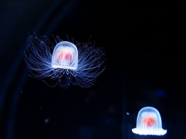 Immortal Jelly Fishes