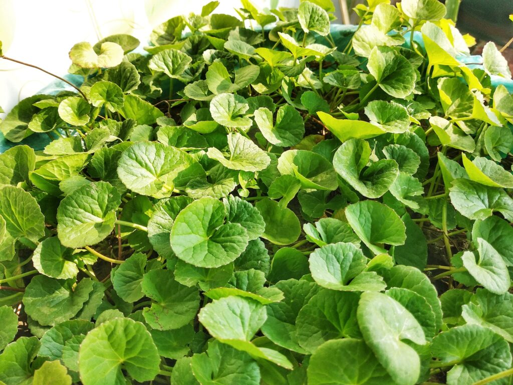 Indian Pennywort - Brahmi