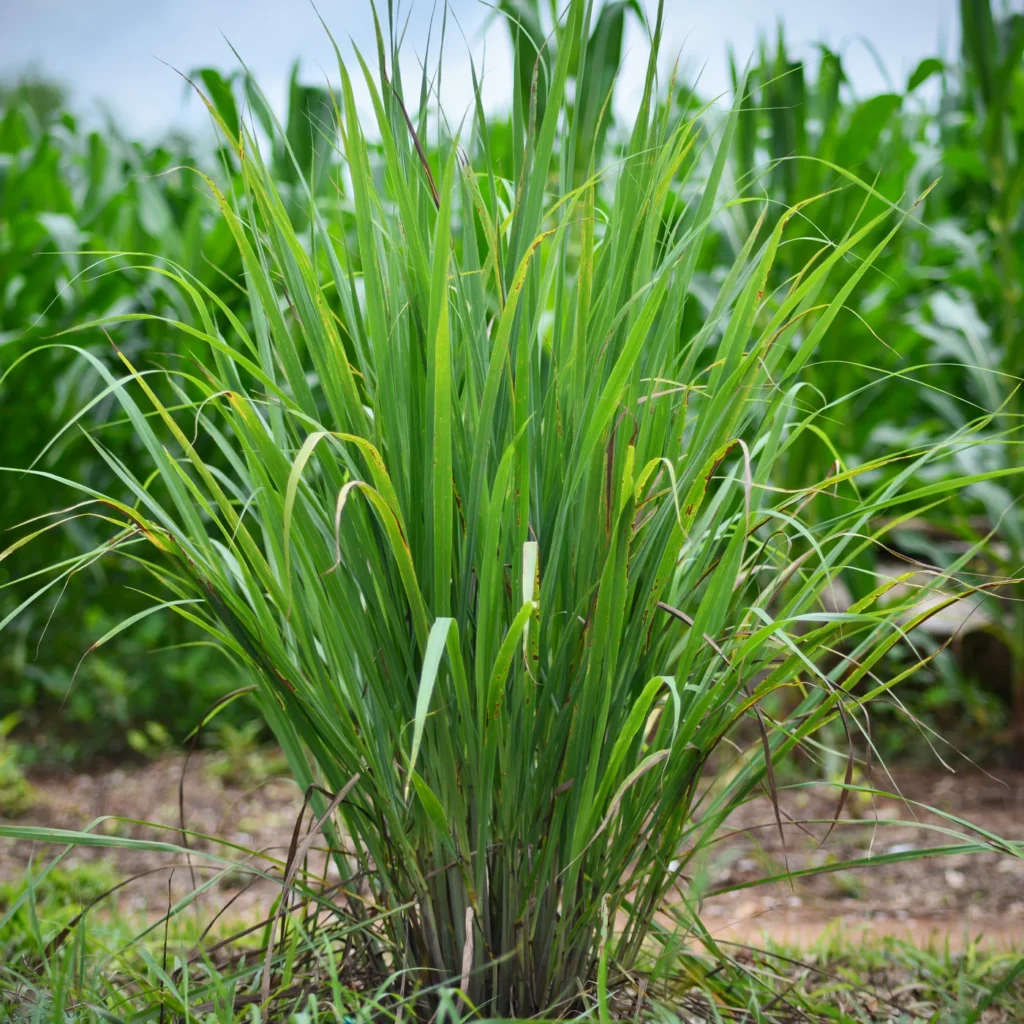 Lemon Grass