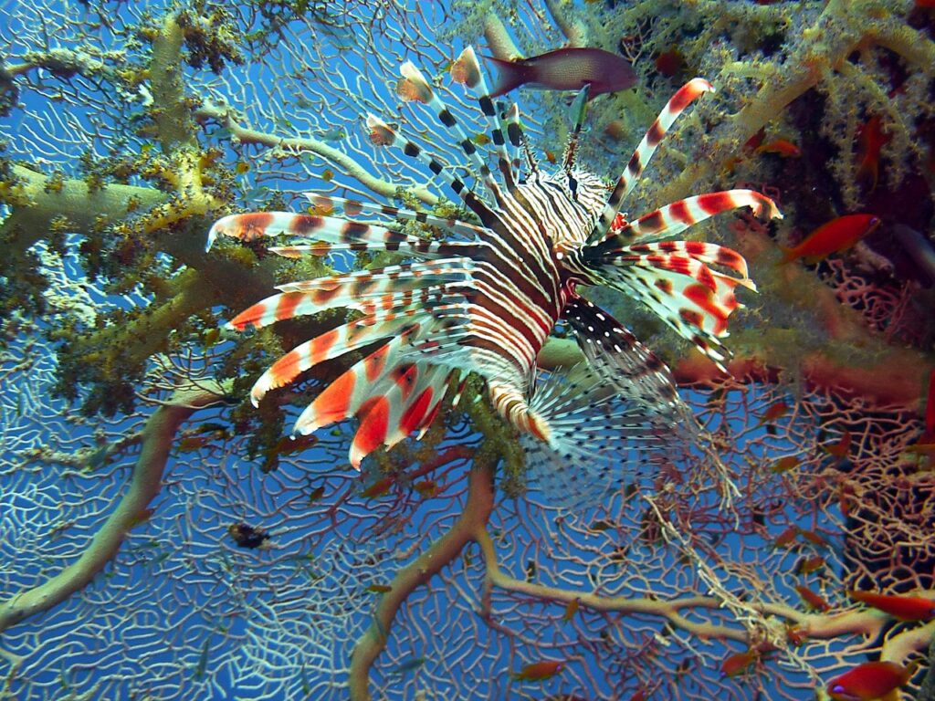 Lionfish