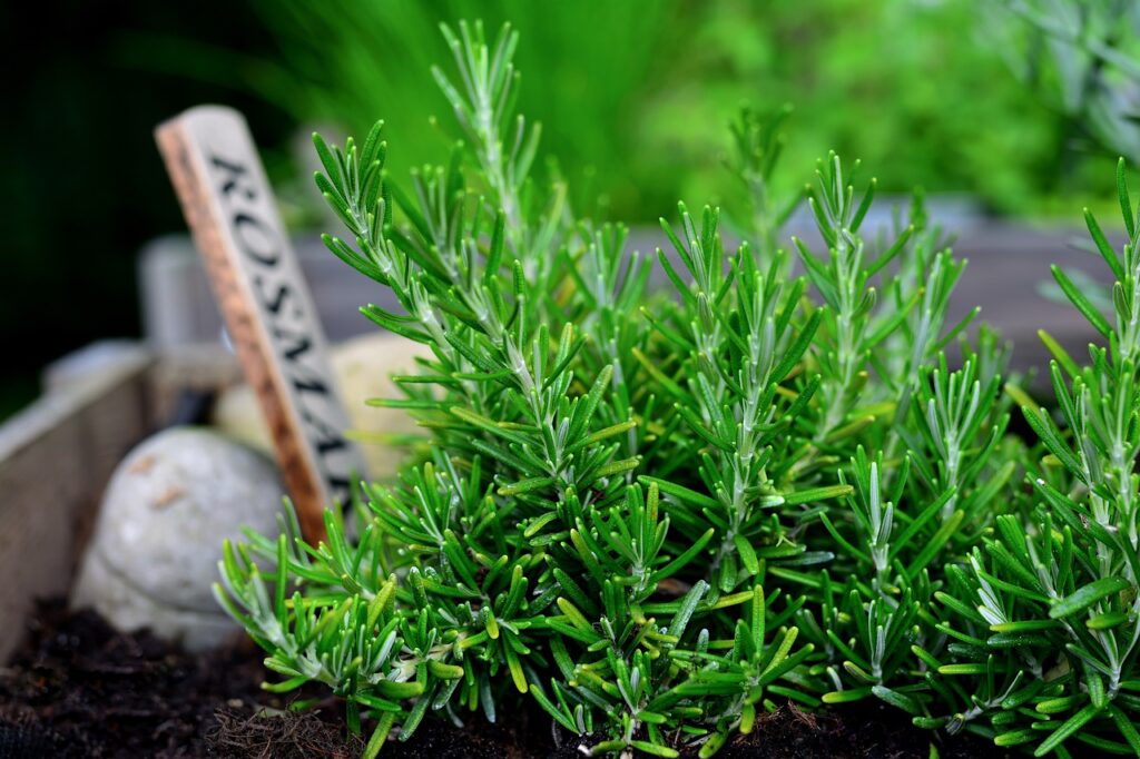 Mosquito Repellent Plants