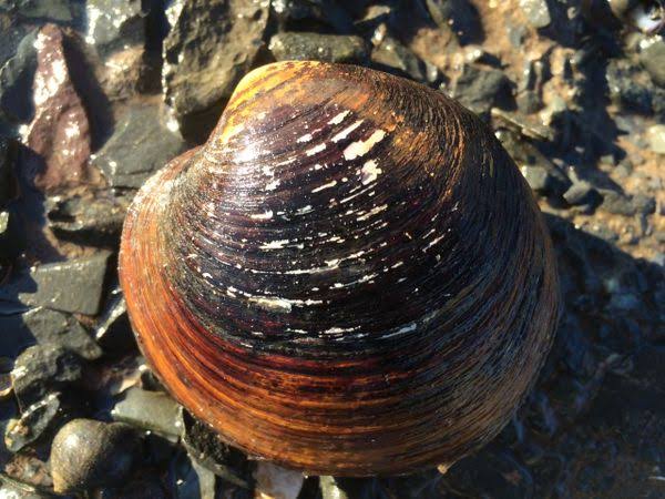 Ocean Quahog