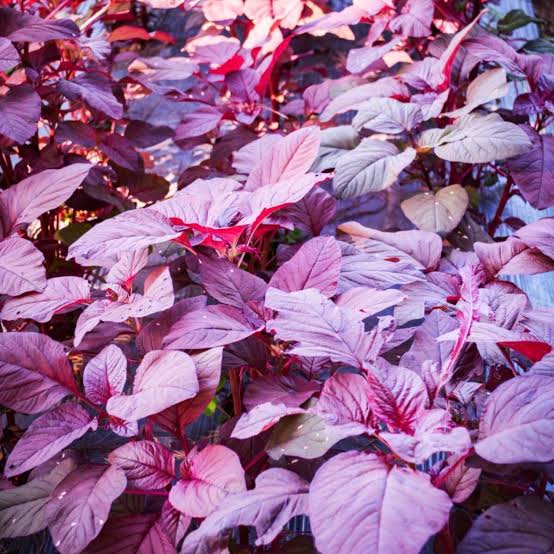 Red Amaranth