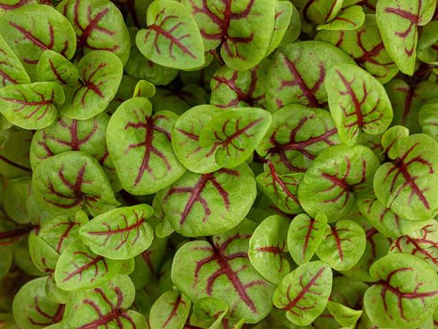 Red Sorrel