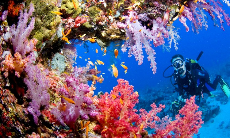 Tubbataha Reef, Philippines