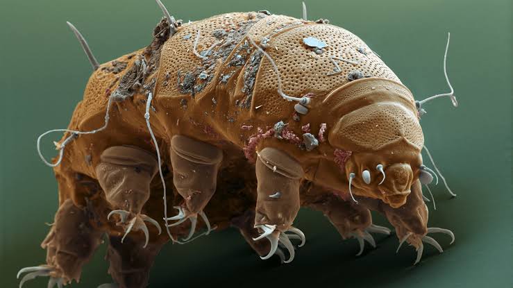 Tardigrades - (Water Bears)