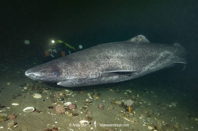 Greenland Shark