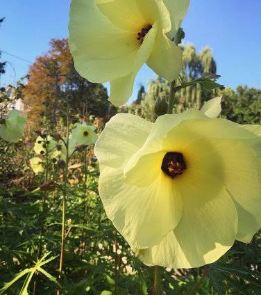 Edible Hibiscus - Abelmoschus esculentus