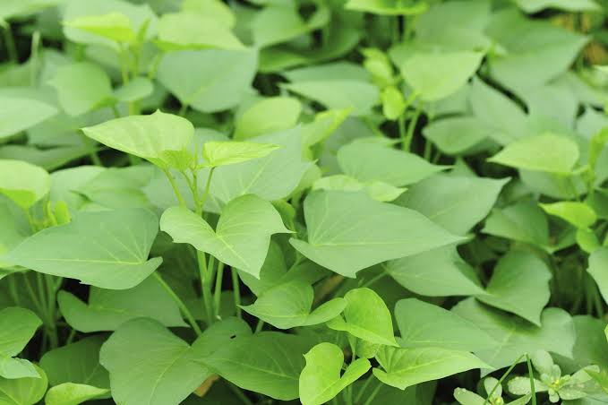 Sweet Potato Leaves