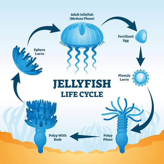 Immortal jelly fish Life Cycle